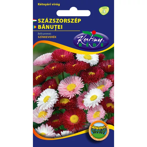 Bellis perennis
