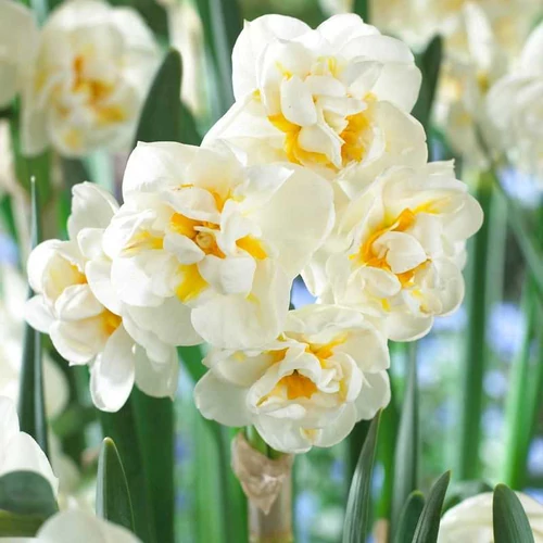 Narcissus 'Yellow Cheerfulness'