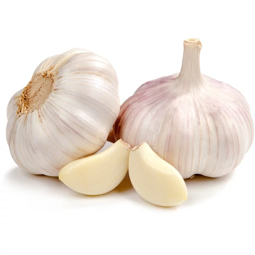 Allium sativum 'Makói őszi'