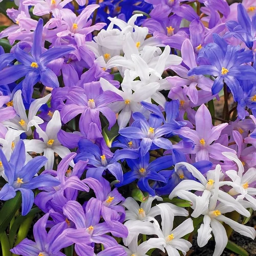 Chionodoxa mix