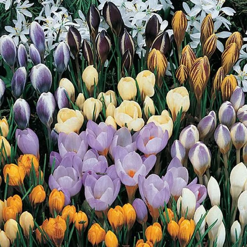 Crocus botanical mix