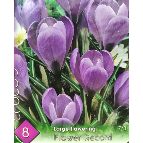Crocus chrysanthus 'Flower Record'