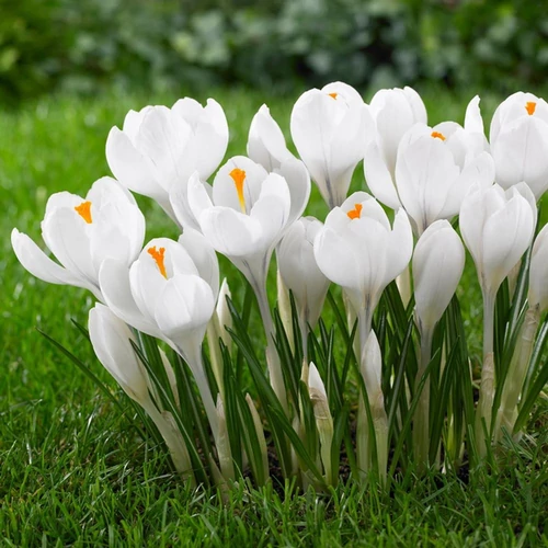 Crocus 'Large Flowering Jeanne d'Arc'