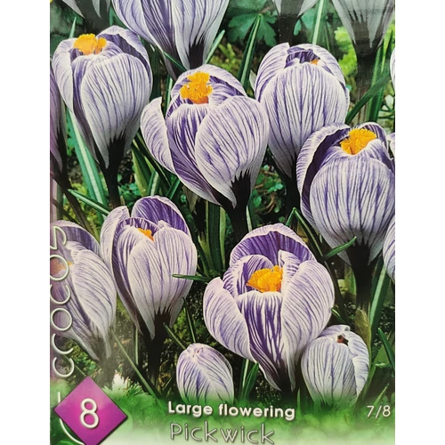 Crocus vernus 'Pickwick'