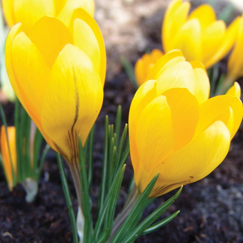 Crocus vernus 'Large Yellow'