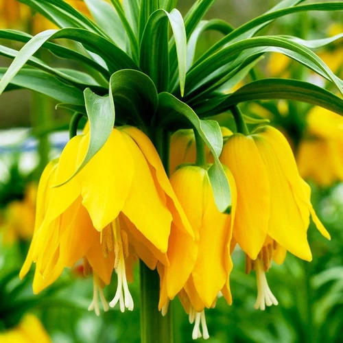 Fritillaria imperialis 'Lutae Maxima'