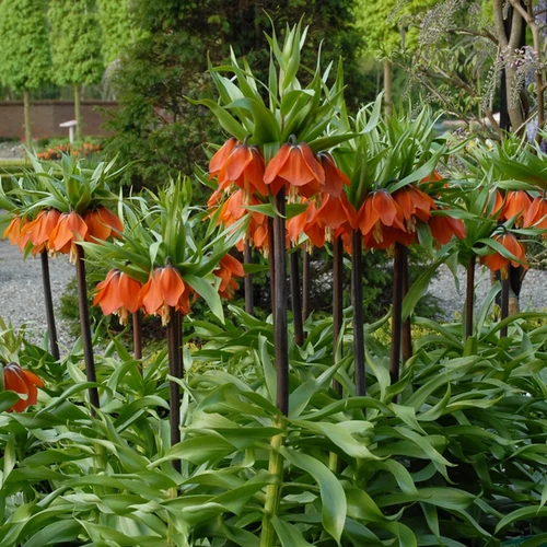 Fritillaria imperialis 'Rubra'