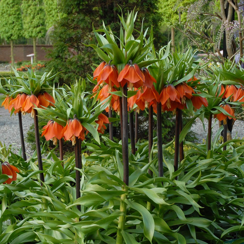 Fritillaria imperialis 'Rubra'