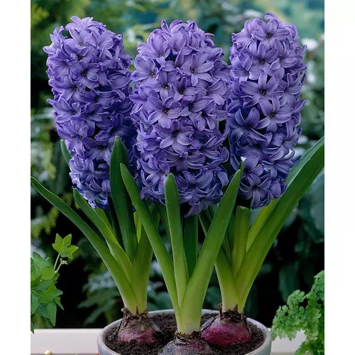 Jácint extra mix cserepes - Hyacinthus, 3db hagyma/cserép