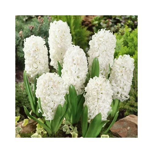 Hyacinthus orientalis 'Carnegie'