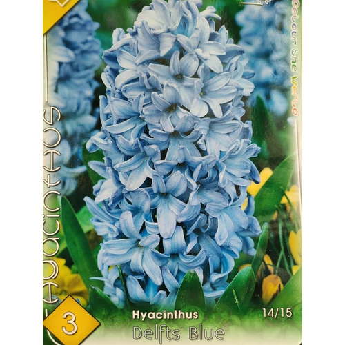 Hyacinthus orientalis 'Delft Blue'