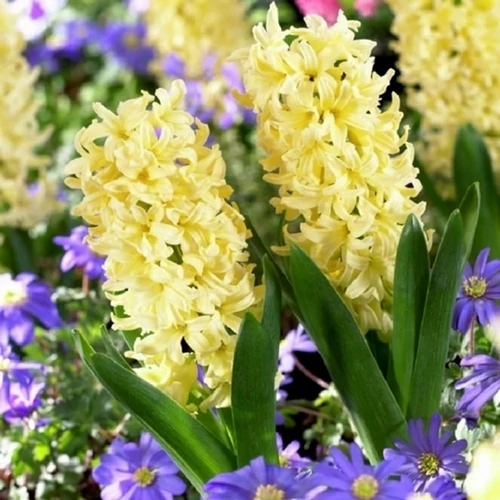 Hyacinthus orientalis 'City of Haarlem'