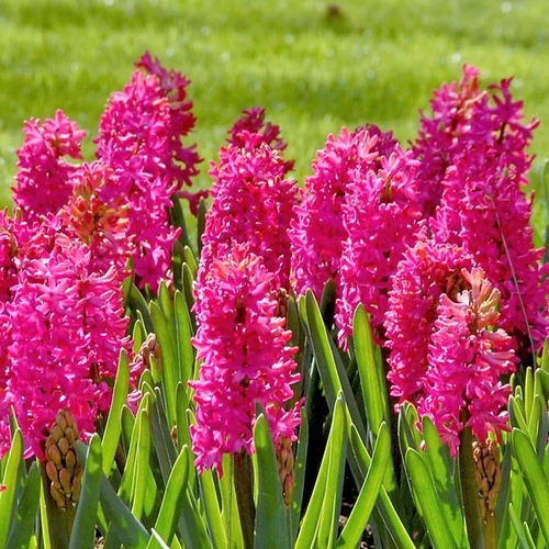 Hyacinthus orientalis 'Jan Bos'
