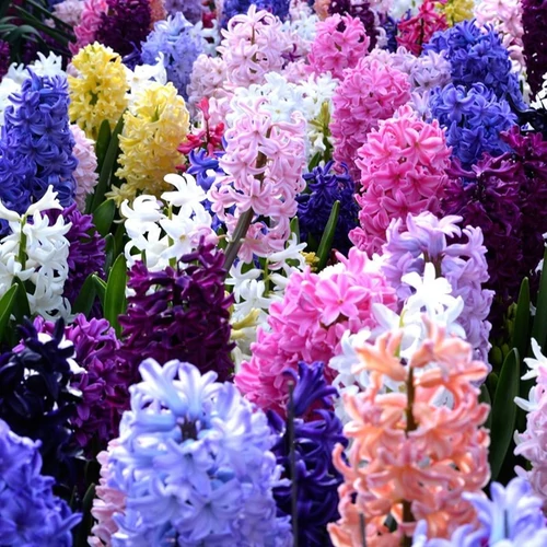 Hyacinthus orientalis mix