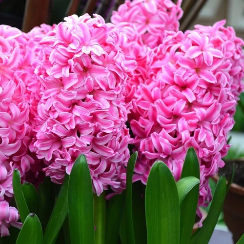 Hyacinthus orientalis 'Pink Pearl'