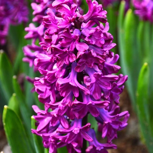 Hyacinthus orientalis 'Woodstock'