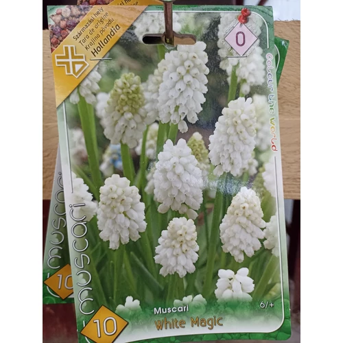 Muscari armeniacum 'Blue Spike'