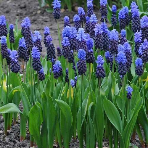 Muscari latifolium