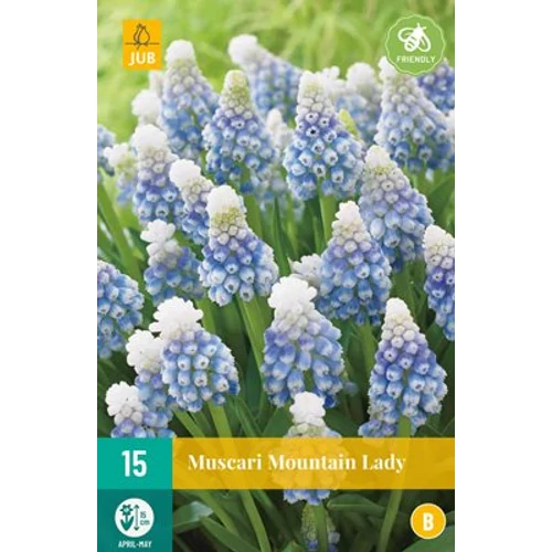 Muscari latifolium 'Mountain Lady'