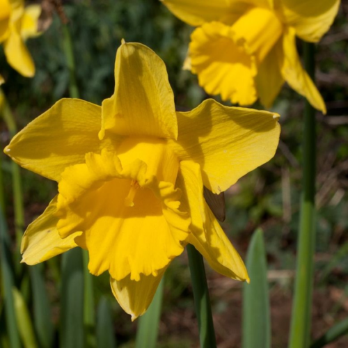 Narcissus 'Dutch Master'