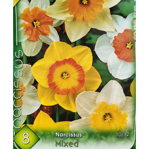 Narcissus 'Big' mix
