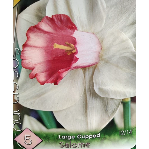Narcissus 'Salome'