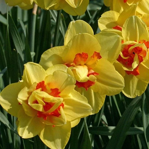 Narcissus 'Tahiti'