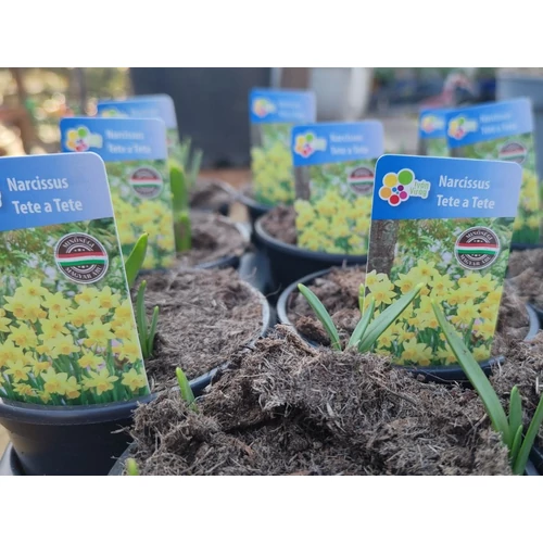 Narcissus 'Tete a Tete'