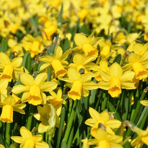 Narcissus 'Tete a Tete'