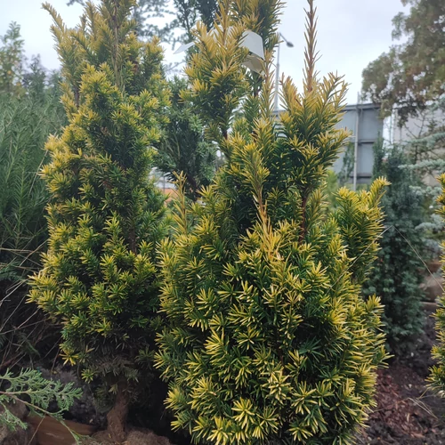 Tiszafa közönséges aranysárga - Taxus baccata 'Aranysüveg' 60/80cm FL