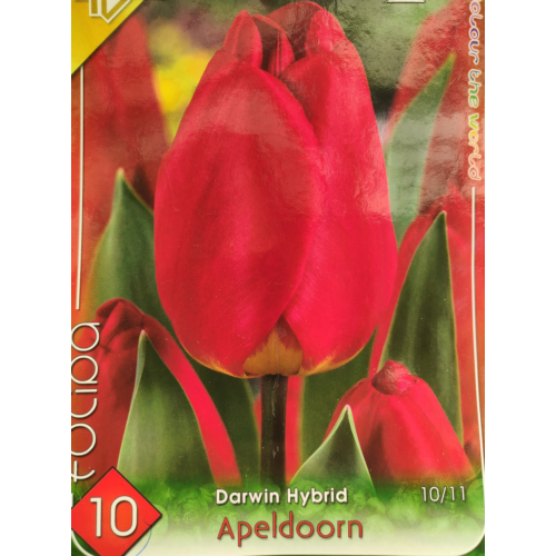 Tulipa 'Darwin Daydream'