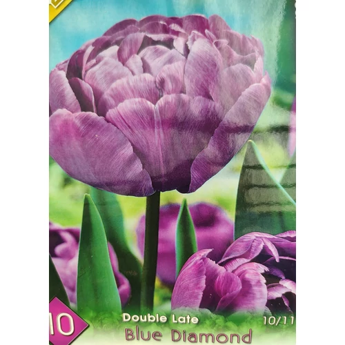 Tulipa 'Triumph Synaeda Blue'