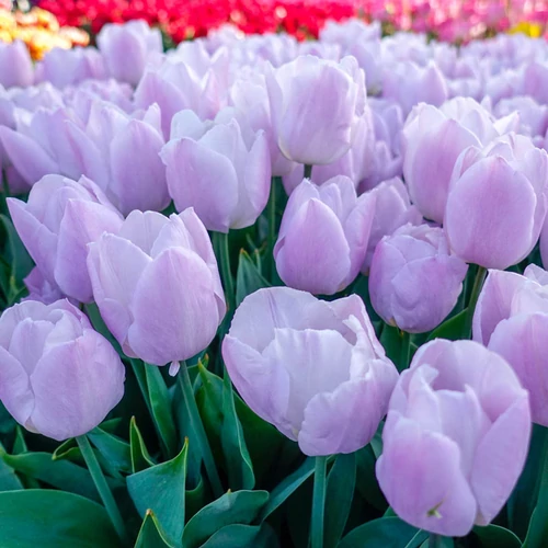 Tulipa 'Single Early Candy Prince'