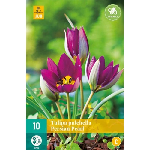 Tulipa pulchella 'Persian Pearl'