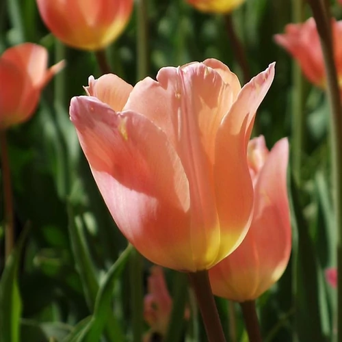 Tulipa 'Apricot Beauty'