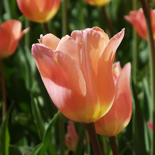 Tulipa 'Apricot Beauty'