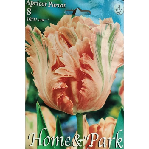 Tulipa 'Apricot Parrot'