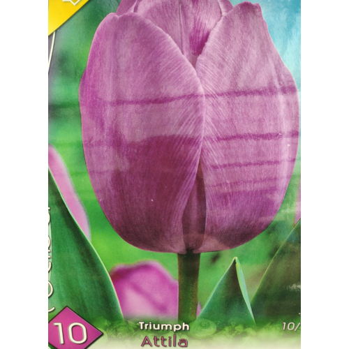 Tulipa 'Triumph Attila'
