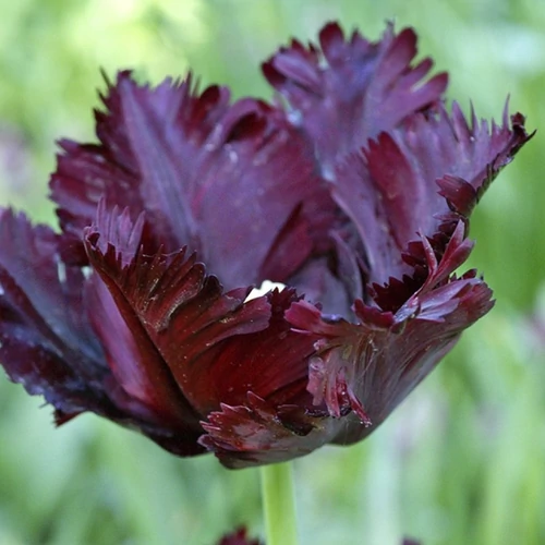 Tulipa 'Black Parrot'
