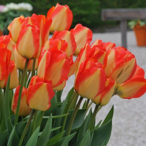 Tulipa 'Darwin American Dream'