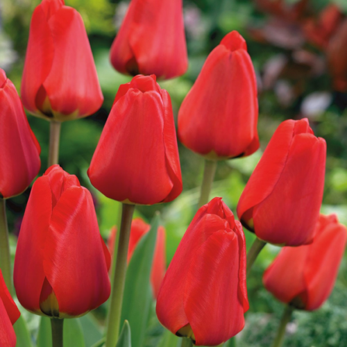 Tulipa 'Darwin Apeldoorn'
