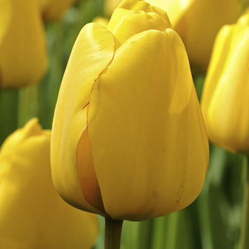 Tulipa 'Darwin Golden Apeldoorn'
