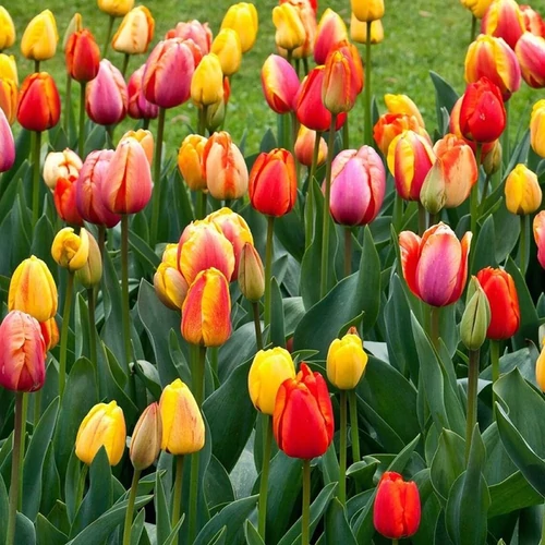 Tulipa 'Darwin' mix