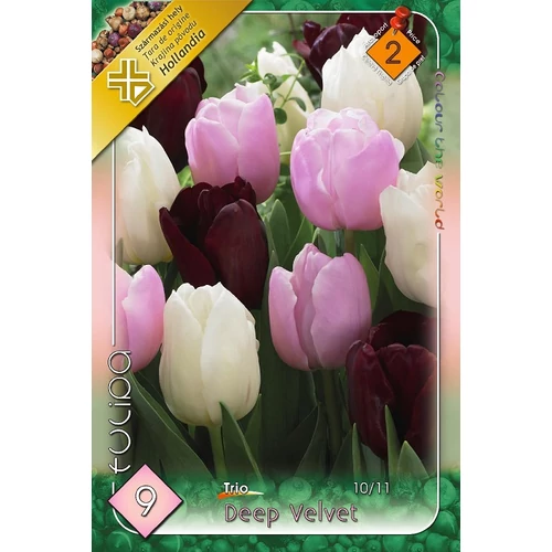 Tulipa trio 'Deep Velvet'