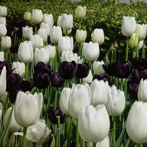 Tulipa 'Duo Black and White'