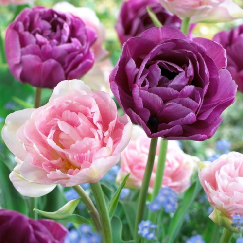 Tulipa 'Duo Double Purple and Pink'