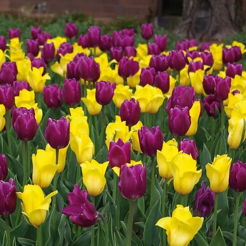 Tulipa 'Duo Purple and Yellow'