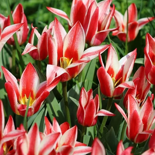 Tulipa 'Greigii Pinocchio'