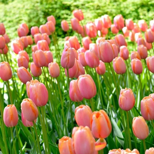 Tulipa 'Menton'