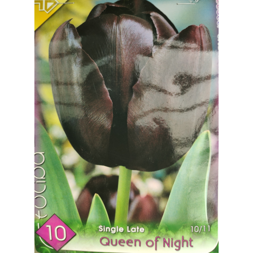 Tulipa 'Single Late Queen of Night'